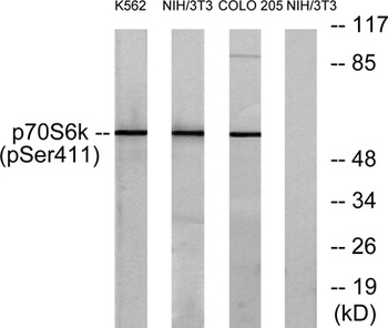 p70 S6 kinase alpha (phospho-Ser434) antibody