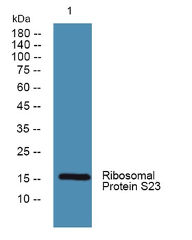 Ribosomal Protein S23 rabbit pAb
