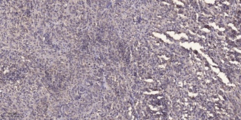 Rhotekin rabbit pAb
