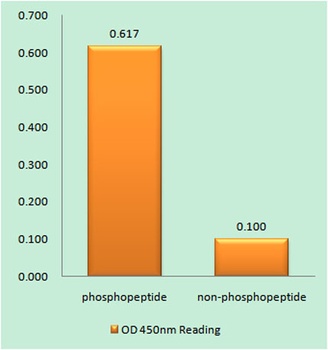 Ataxin-1 (phospho Ser776) rabbit pAb