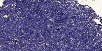 MIP-3β rabbit pAb