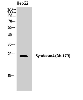 Syndecan-4 antibody