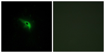 p53AIP1 rabbit pAb