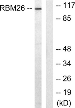 RBM26 rabbit pAb
