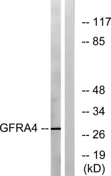 GFRalpha-4 antibody