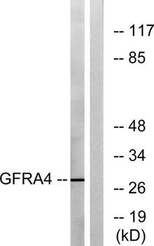 GFRα-4 rabbit pAb