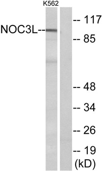 NOC3L antibody