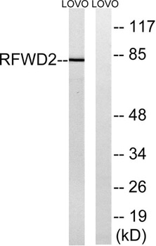 COP1 antibody