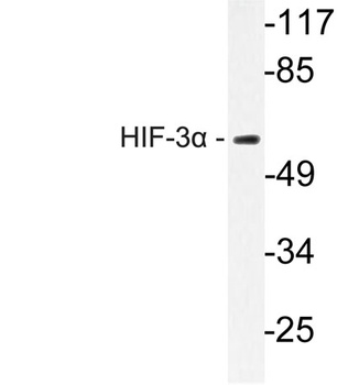 HIF-3α rabbit pAb