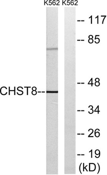 GalNAc4ST-1 antibody
