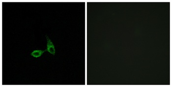 Cadherin-24 rabbit pAb