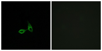 Cadherin-24 antibody