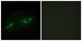 Cadherin-22 rabbit pAb