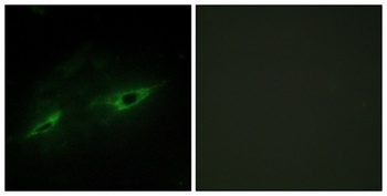 Cadherin-22 antibody