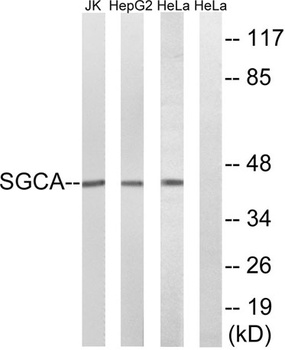 Sarcoglycan alpha antibody