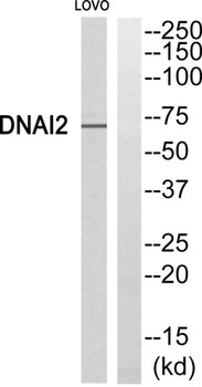 Dynein IC2 antibody