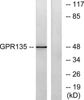 GPR135 antibody