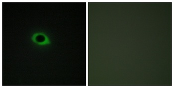 Tensin3 antibody