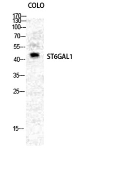 CD75 antibody