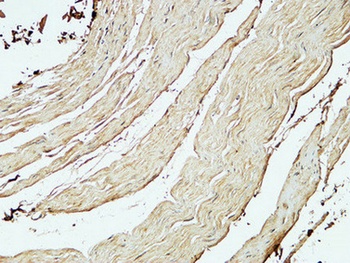 CD75 rabbit pAb Antibody
