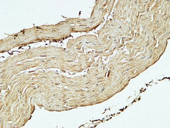 CD75 rabbit pAb Antibody