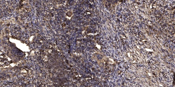 CYP3A43 rabbit pAb