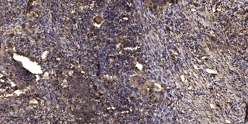 CYP3A43 antibody