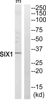 Six1 antibody