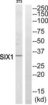 Six1 rabbit pAb