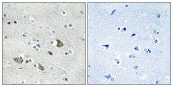 MRP-L32 rabbit pAb