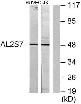 ALS2CR7 antibody