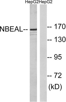 NBEAL1 rabbit pAb