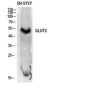 Glut3 rabbit pAb