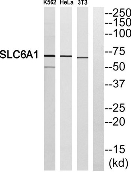 GABA T-1 antibody