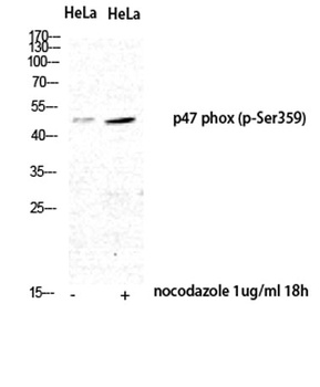 p47-phox (phospho-Ser359) antibody