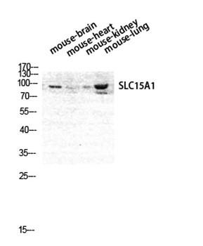 PEPT1 antibody