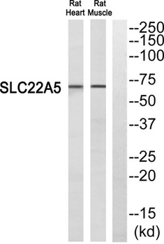 OCTN2 antibody