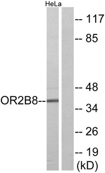 Olfactory receptor 2B8 antibody