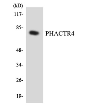 PHACTR4 rabbit pAb Antibody