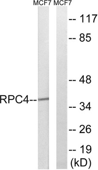 POLR3D rabbit pAb