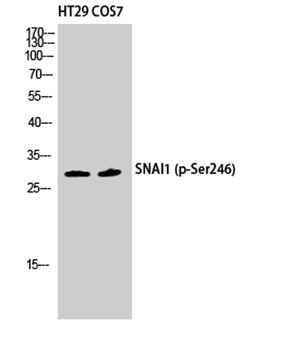 SNAI 1 (phospho-Ser246) antibody