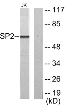 Sp2 antibody