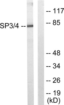 Sp3/4 antibody