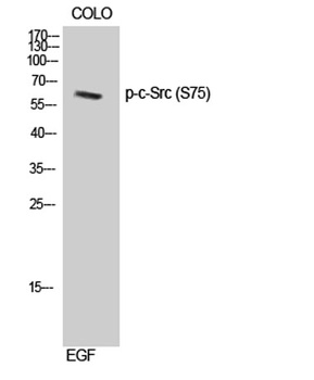 c-Src (phospho-Ser75) antibody