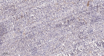 Raf-B (phospho Thr753) rabbit pAb Antibody