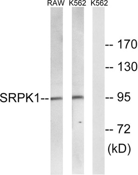 SRPK1 antibody
