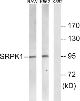 SRPK1 rabbit pAb