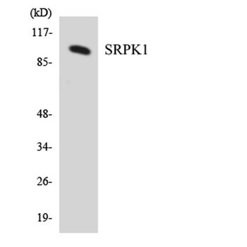 SRPK1 rabbit pAb Antibody