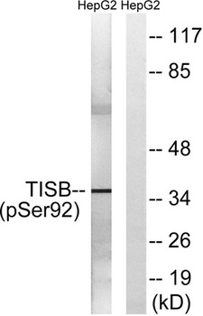 TIS11B (phospho Ser92) rabbit pAb
