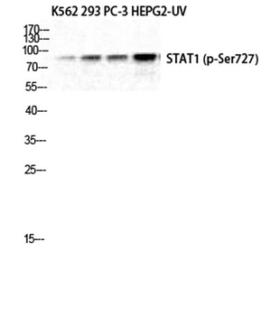 Stat1 (phospho Ser727) rabbit pAb